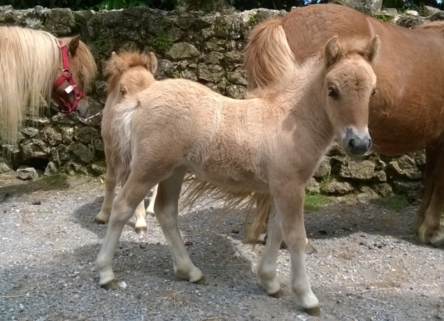 Les poneys du val d'émeraude