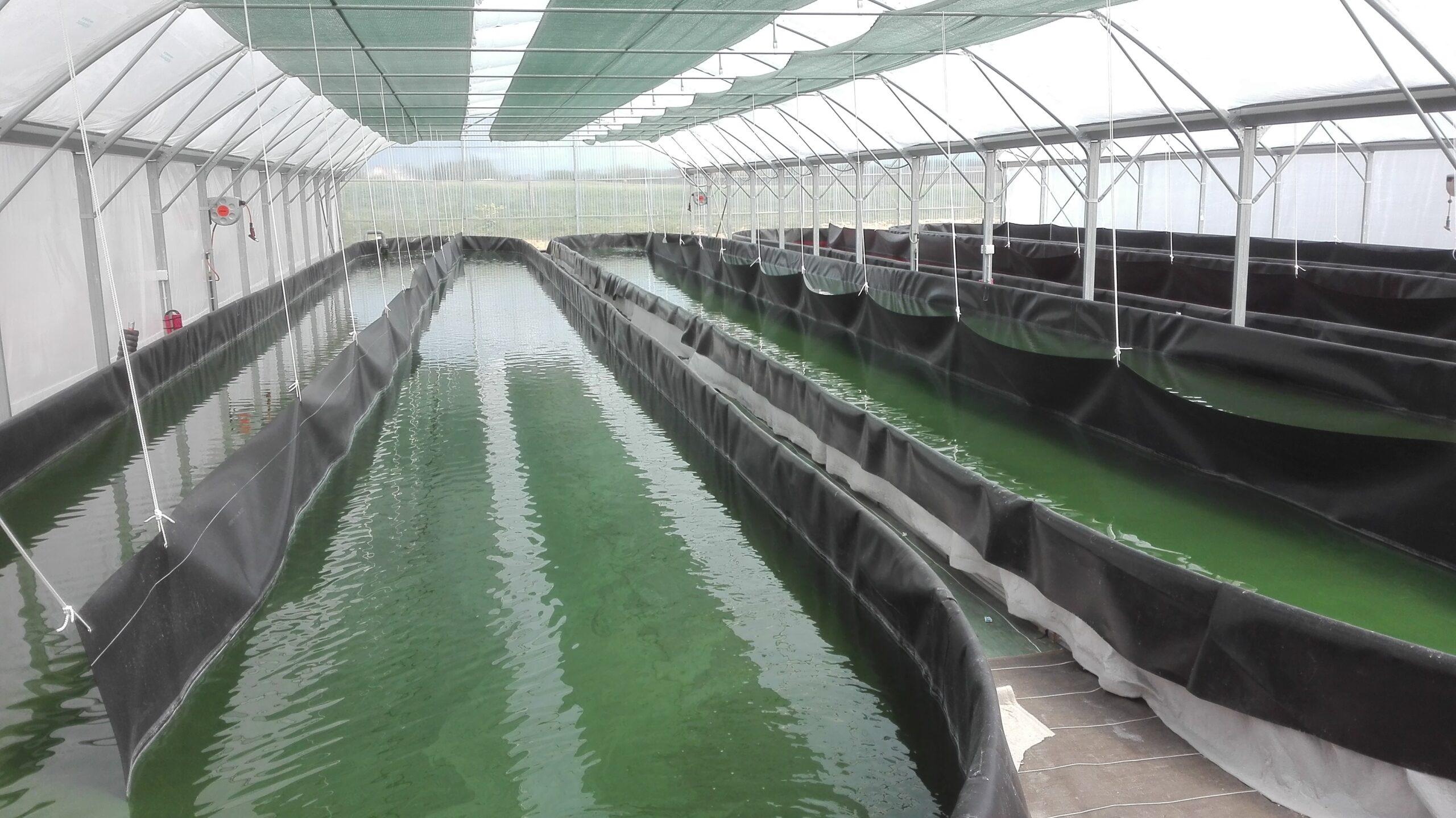 Photo de La Spiruline des vikings