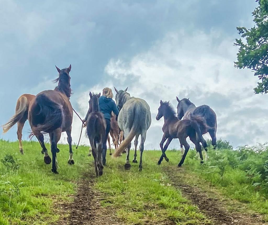 Photo de Visite de la ferme du Castelo