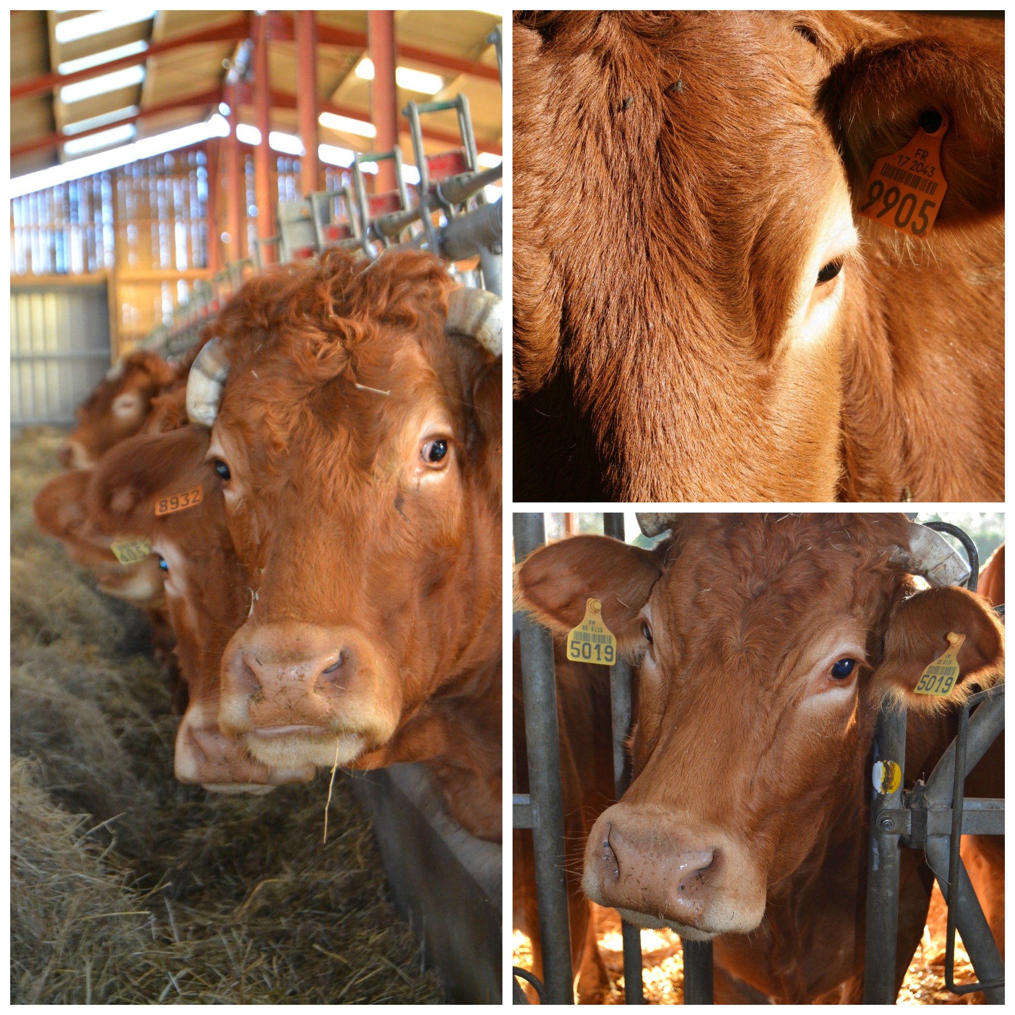 EARL La Pacaterie - Saveurs de l'Etable Charentaise