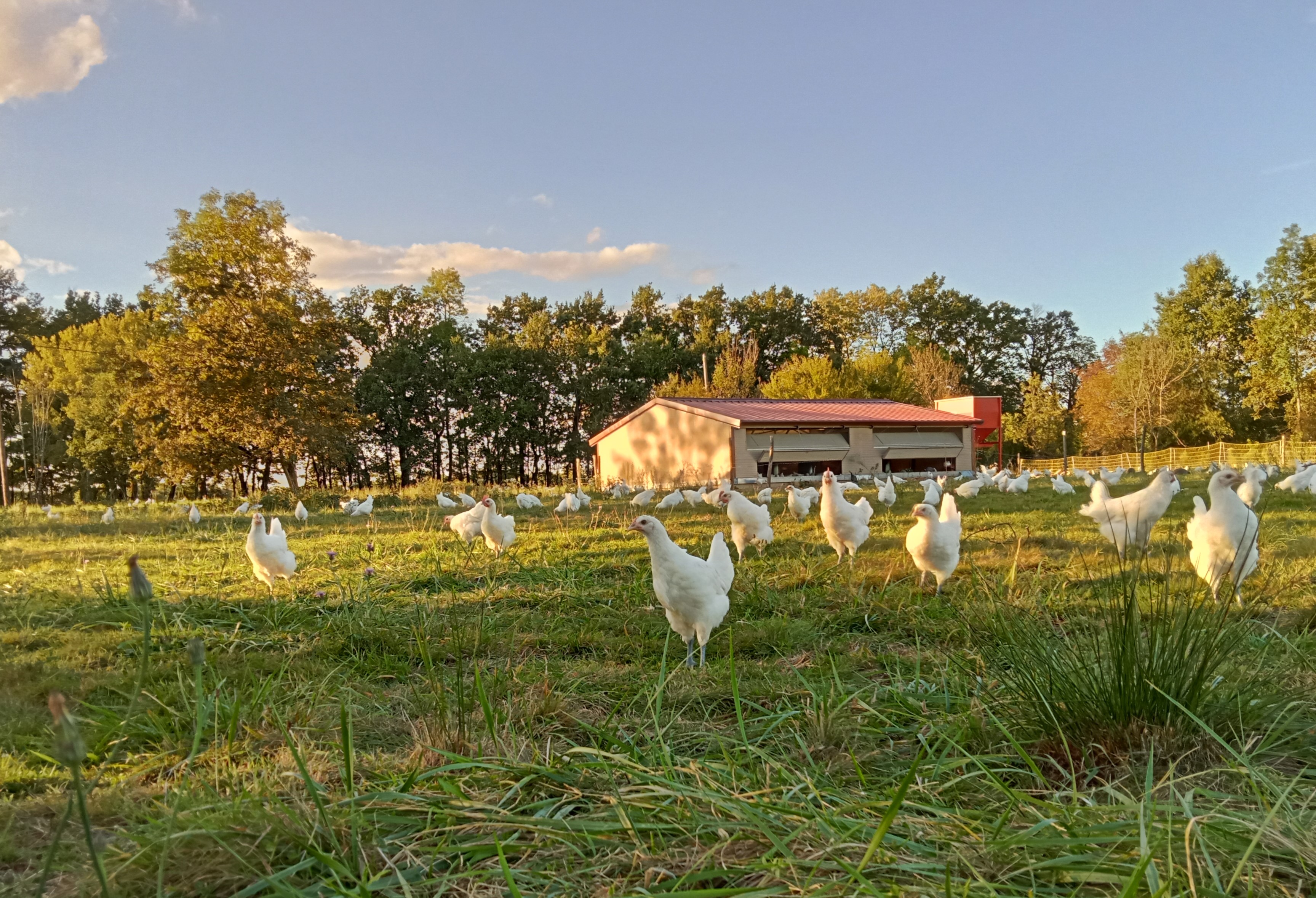 La ferme du Coq Bressan