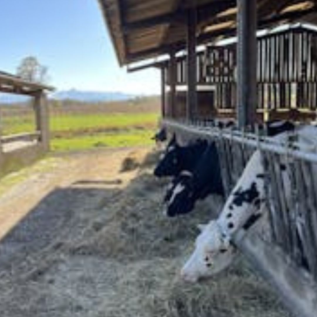 Photo de Traite des vaches à la ferme