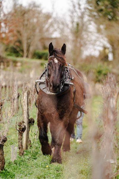 Photo de Visite et dégustation