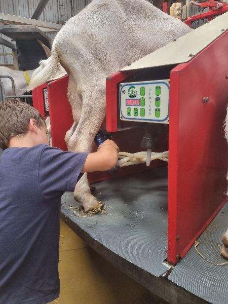 Photo de Traire les chèvres 