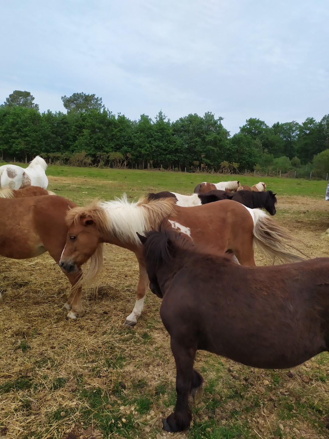 Photo de Elevage de chevaux et moutons