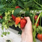 Photo de Cueillette de Fraises