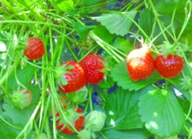 Photo de LA FERME DES VEYSSIERES - Victor LAGRAVE