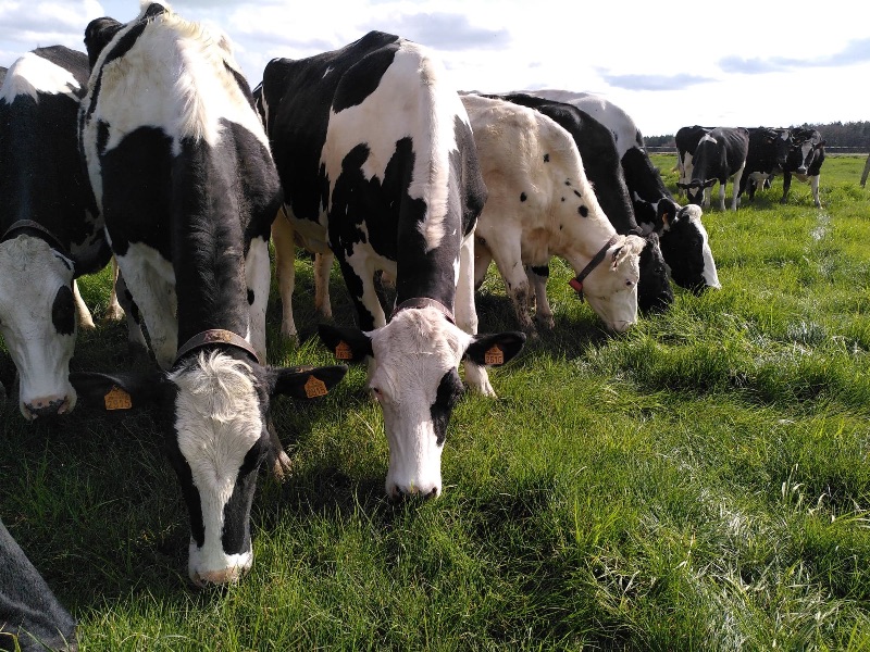 Photo de Visite de la ferme