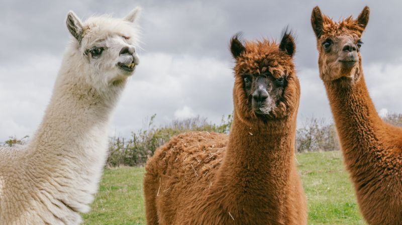 Photo de Visite ferme pédagogique