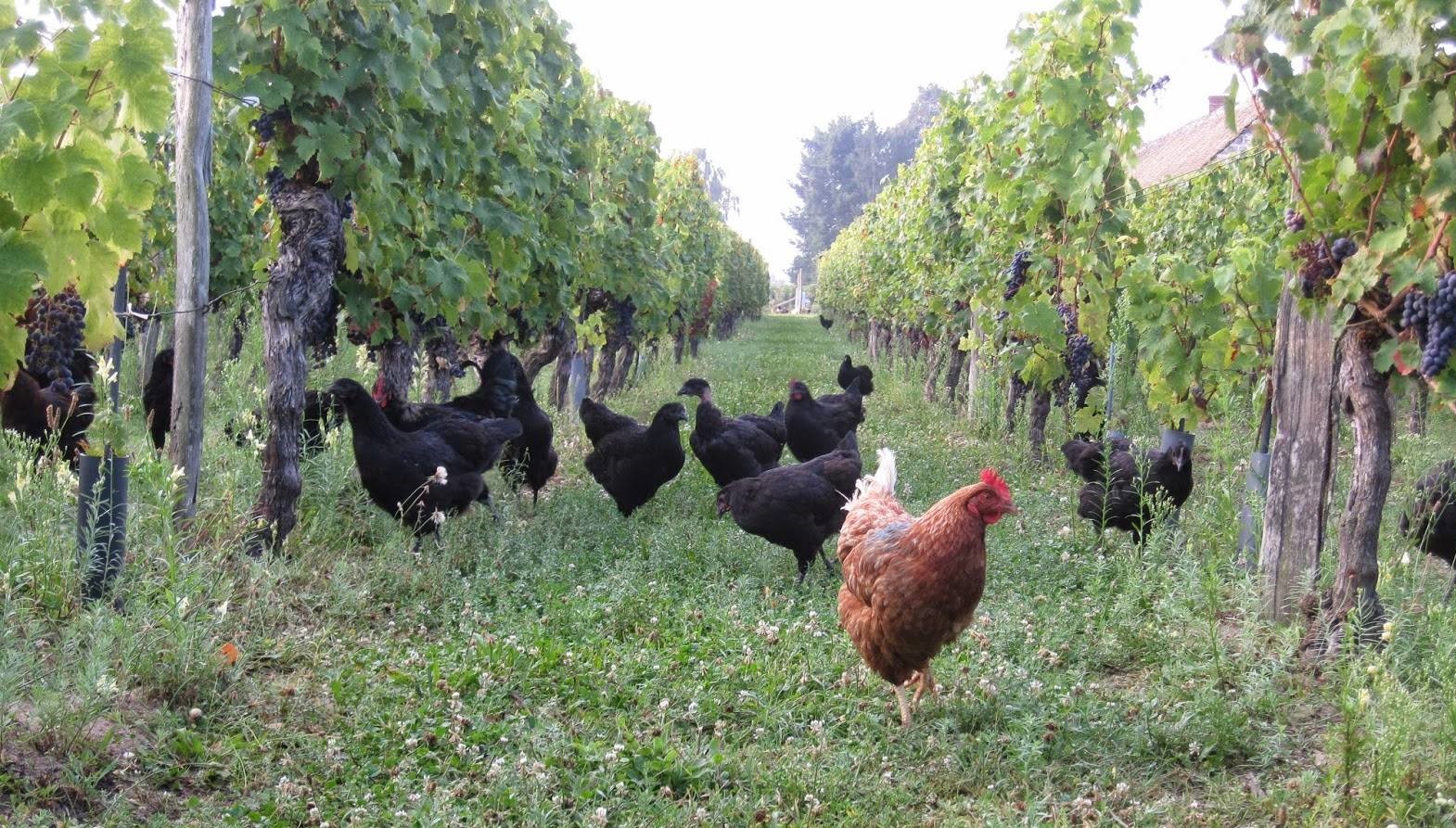 Photo de Immersion gourmande au cœur de la vigne