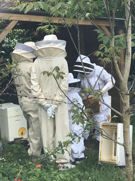 Photo de Découverte de l'apiculture 