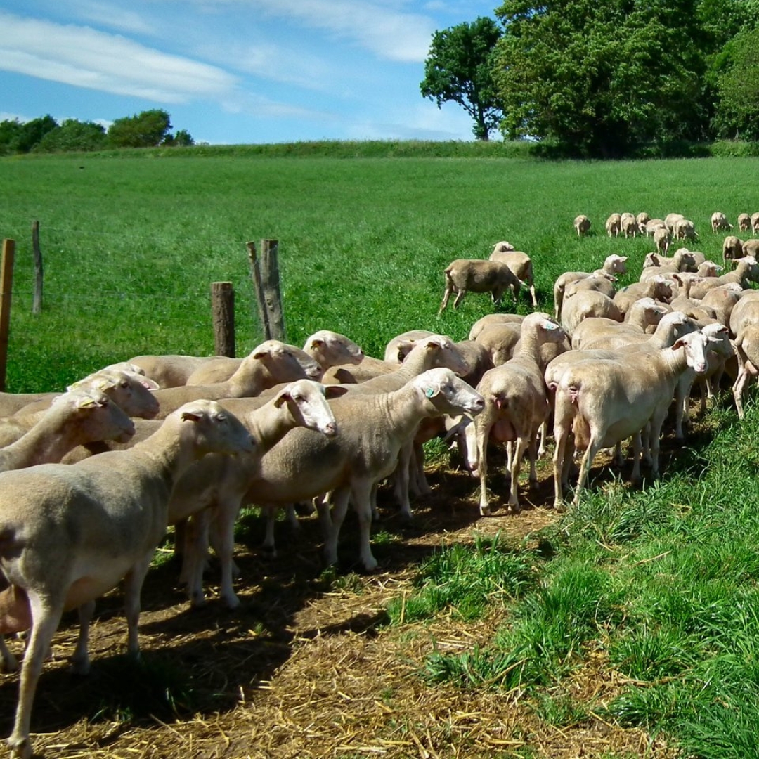 Photo de Découverte de la ferme du Castérieu