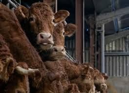 Photo de Visite de ferme