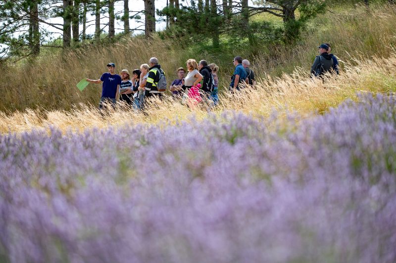 Photo de Randonnée familiale dans les champs de lavande du Vercors