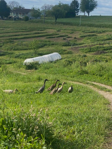 Photo de Visite de la ferme