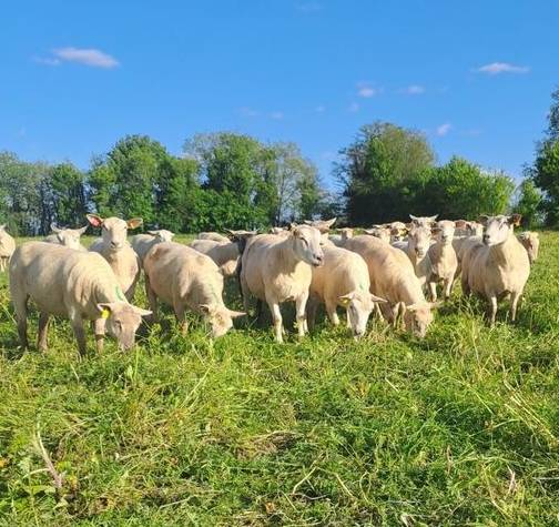 Photo de Visite de la ferme Camille Charles