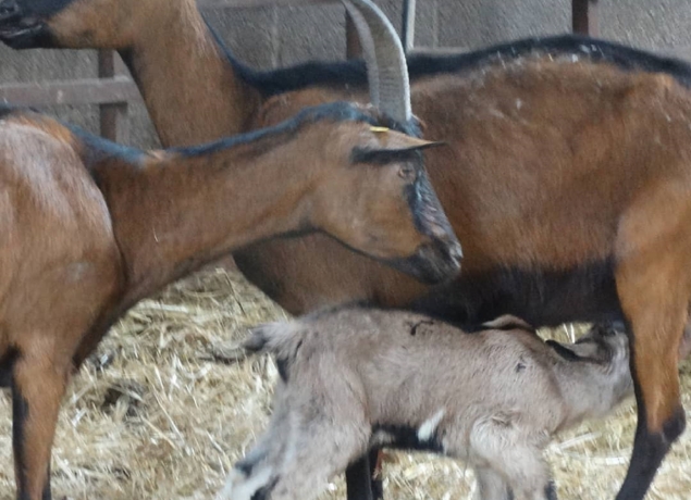 Photo de Ferme du Caroire