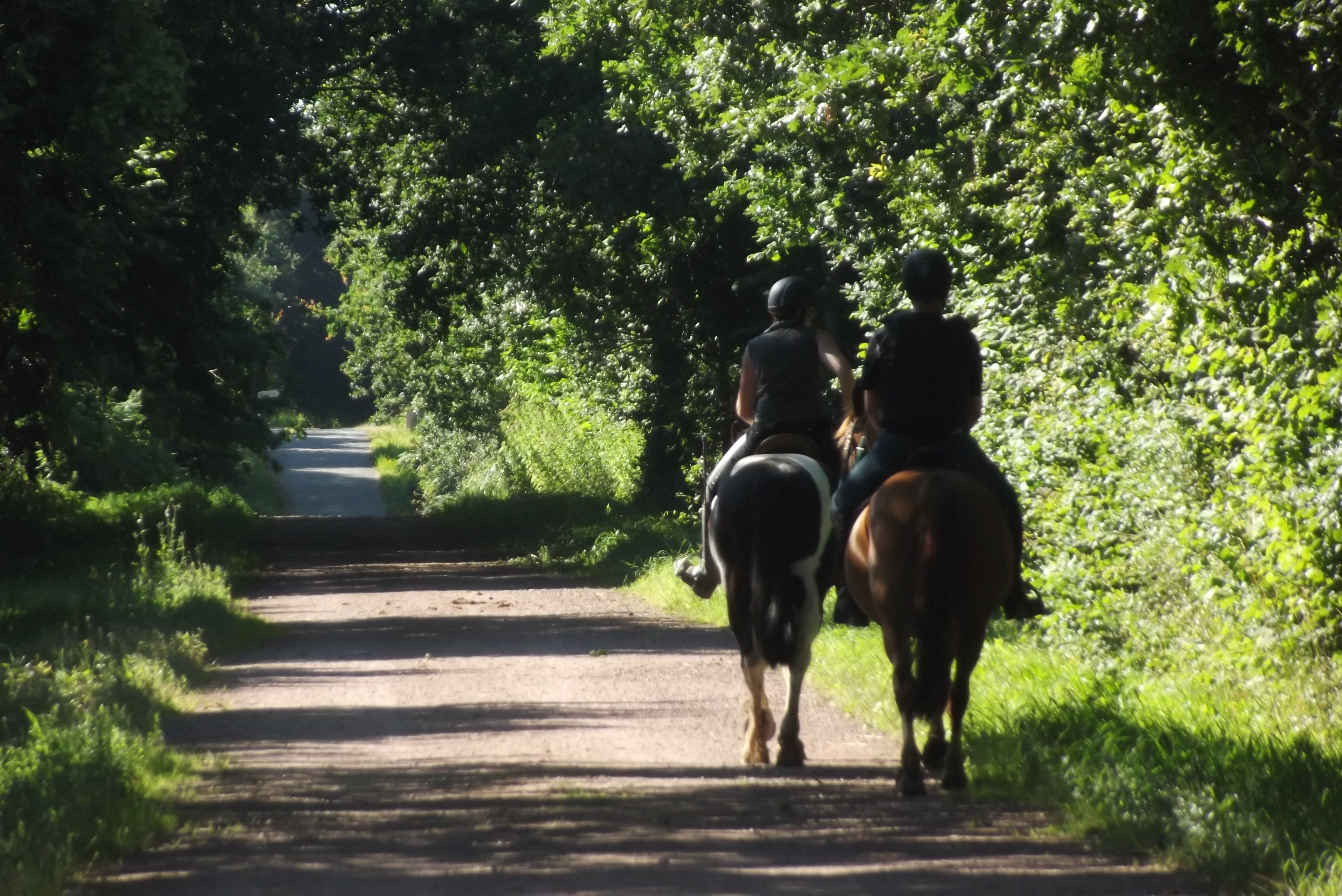 Photo de ecurie leseigneur