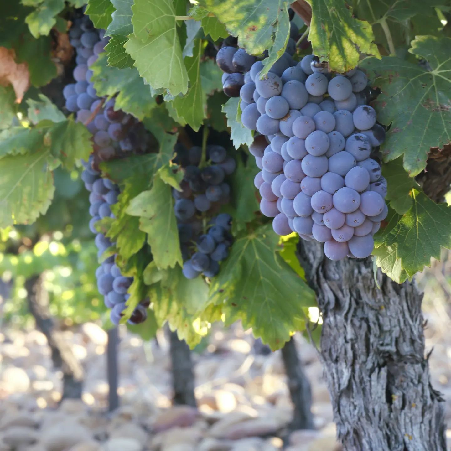 Photo de Visite de cave et dégustation