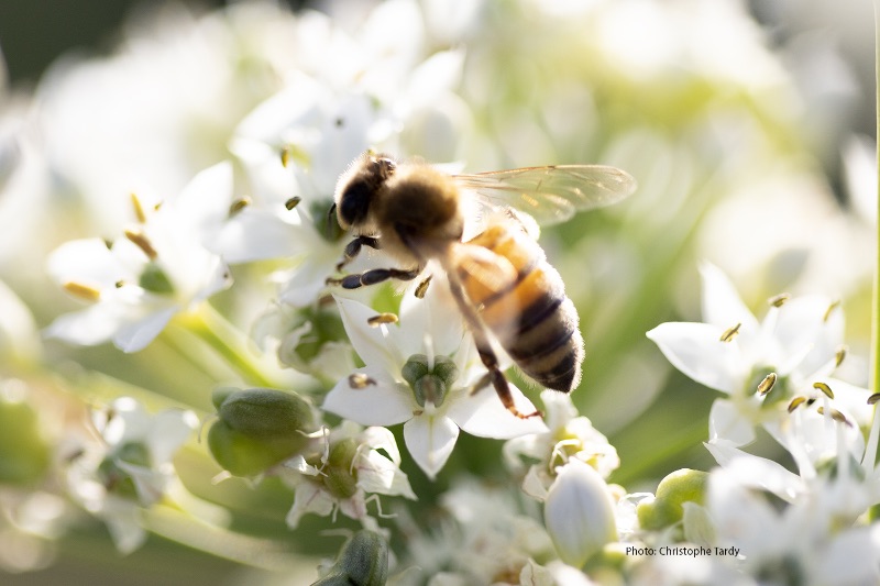 Photo de Visite de la ferme pour petits & grands 