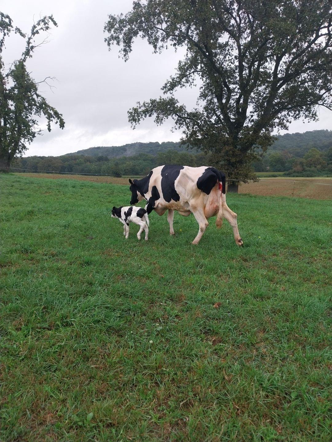 Photo de Traite des vaches à la ferme