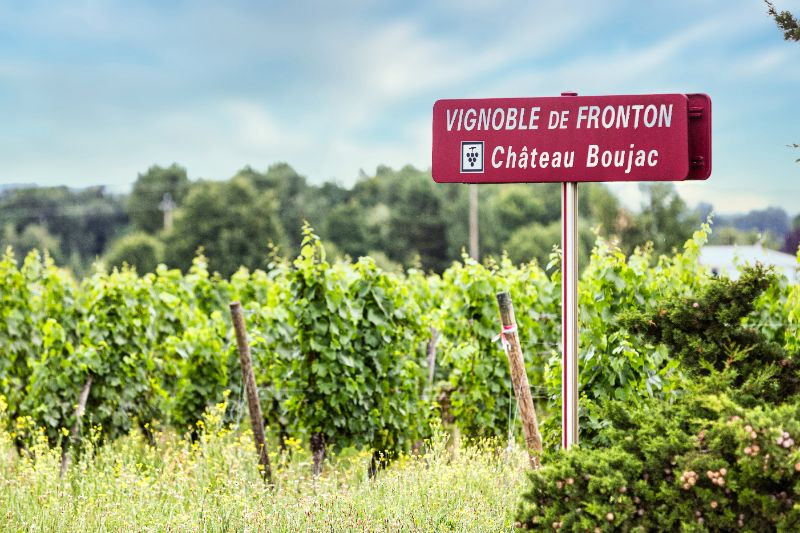 Photo de Visite de la vigne à la cave