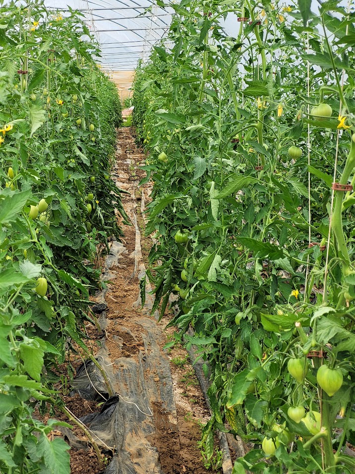 Photo de Exploitation Individuelle ADAM Thibaud - La Coussoyote