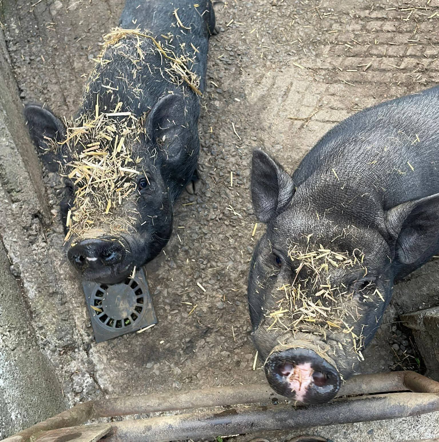 Photo de Eco ferme pédagogique de Chambesne centre équi social 