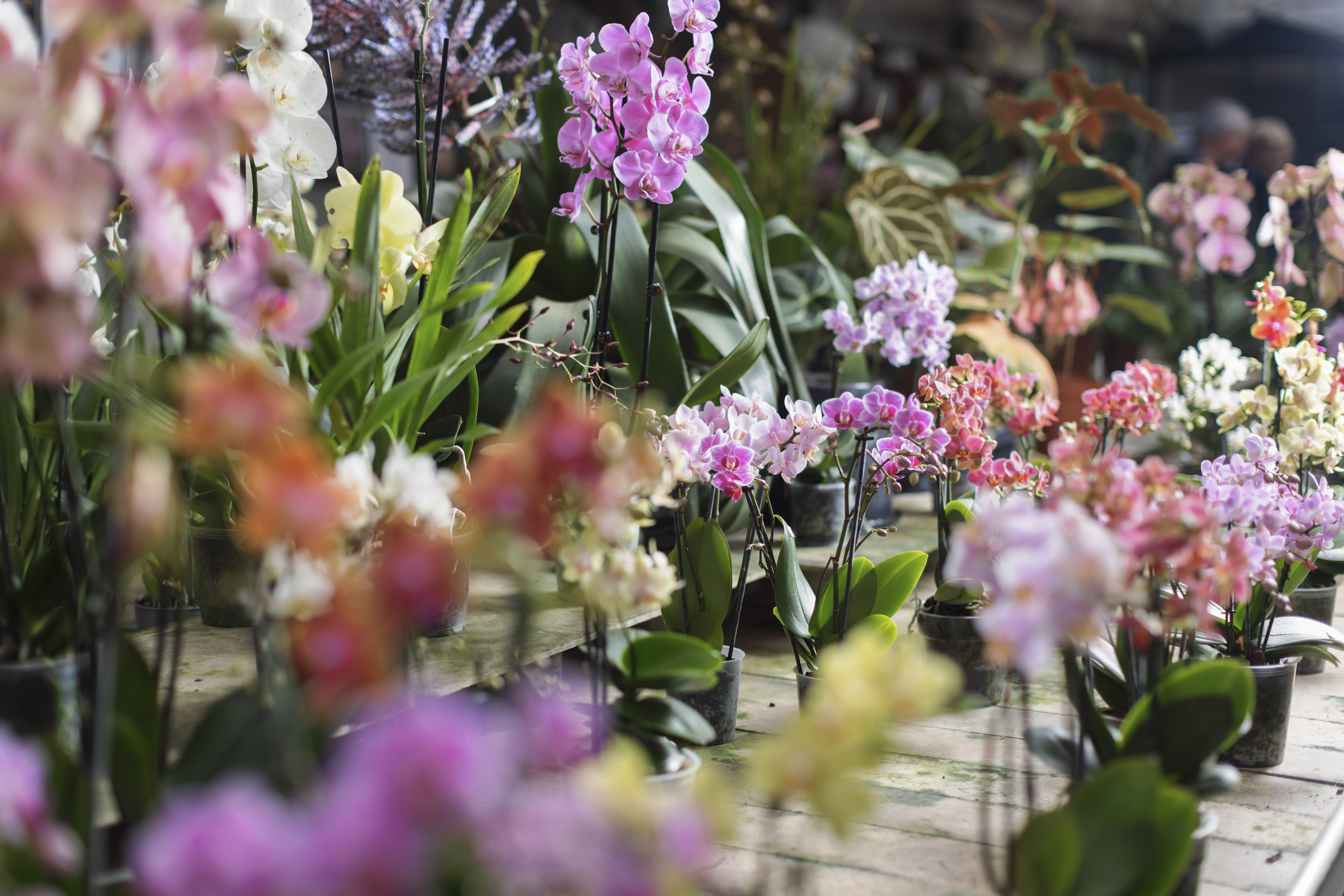 Photo de Visite guidée de la serre d'orchidée