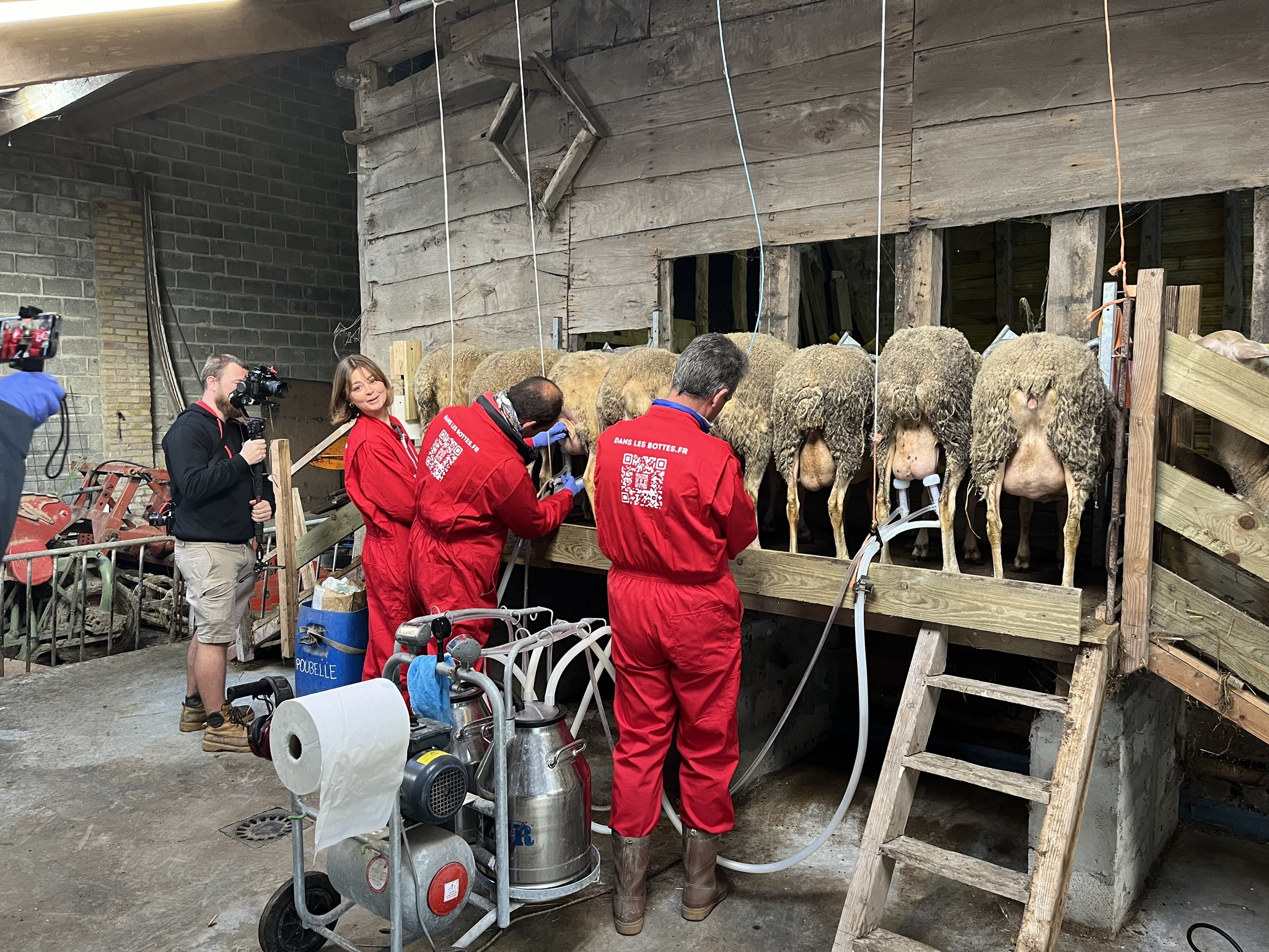 Photo de Deviens acteur de la traite des brebis