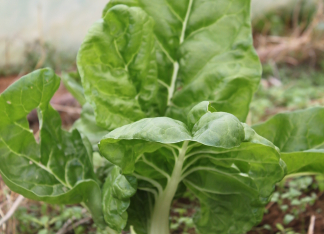 Photo de EARL LA PLAINE MARAICHERE