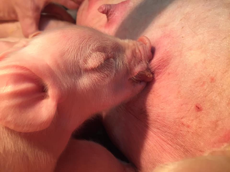 Photo de Visite à la ferme