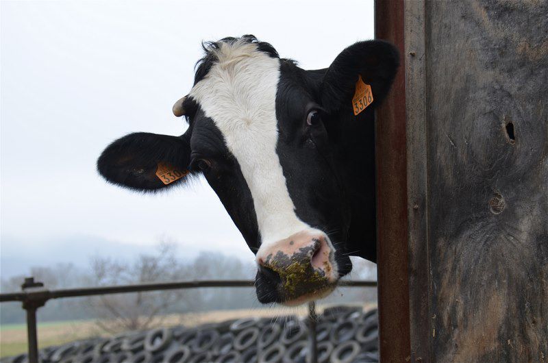 Photo de Traite des vaches à la ferme