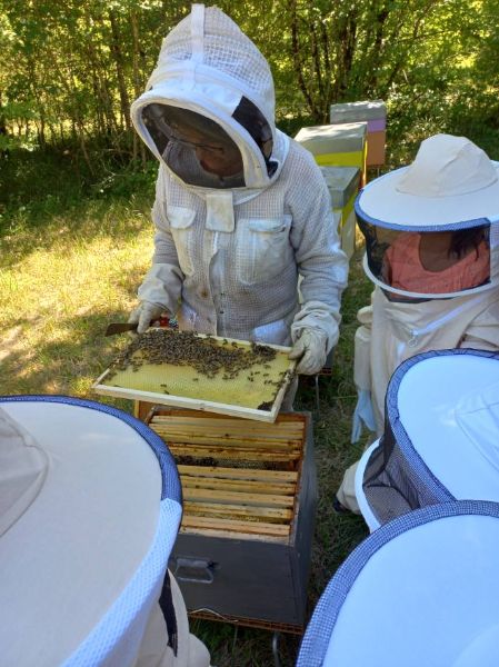 Photo de Découverte de l'apiculture 