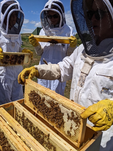 Photo de Baptême d’apiculture pour petits & grands