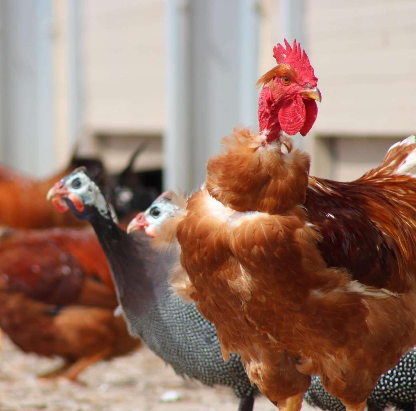 Photo de Boutique à la ferme