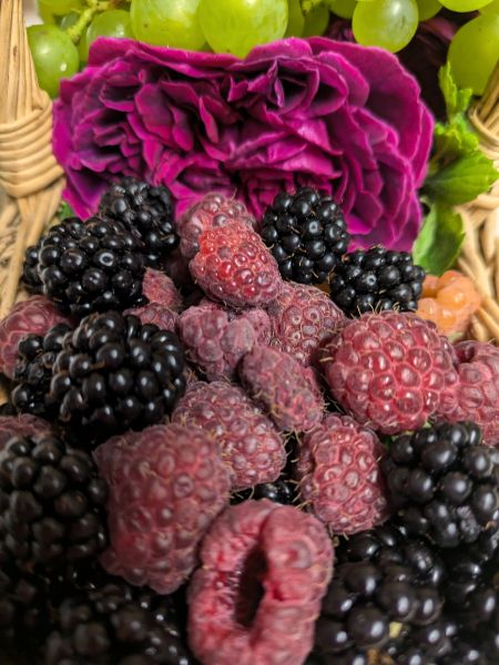 Cueillette des plantes sauvages et aromatiques avec dégustation 